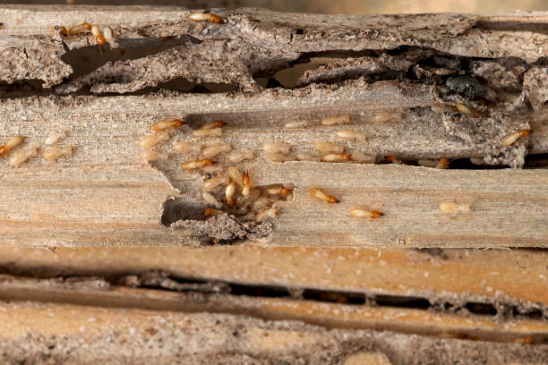Best Pest Control for Homes  in Akron, IN